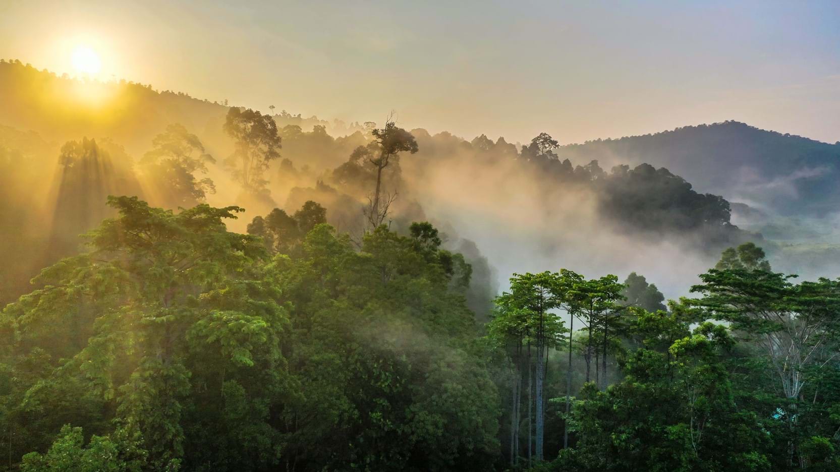 Borneo, Orangutans and Rainforest Adventure