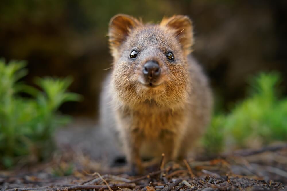 Top Must-Do Activities in Australia!