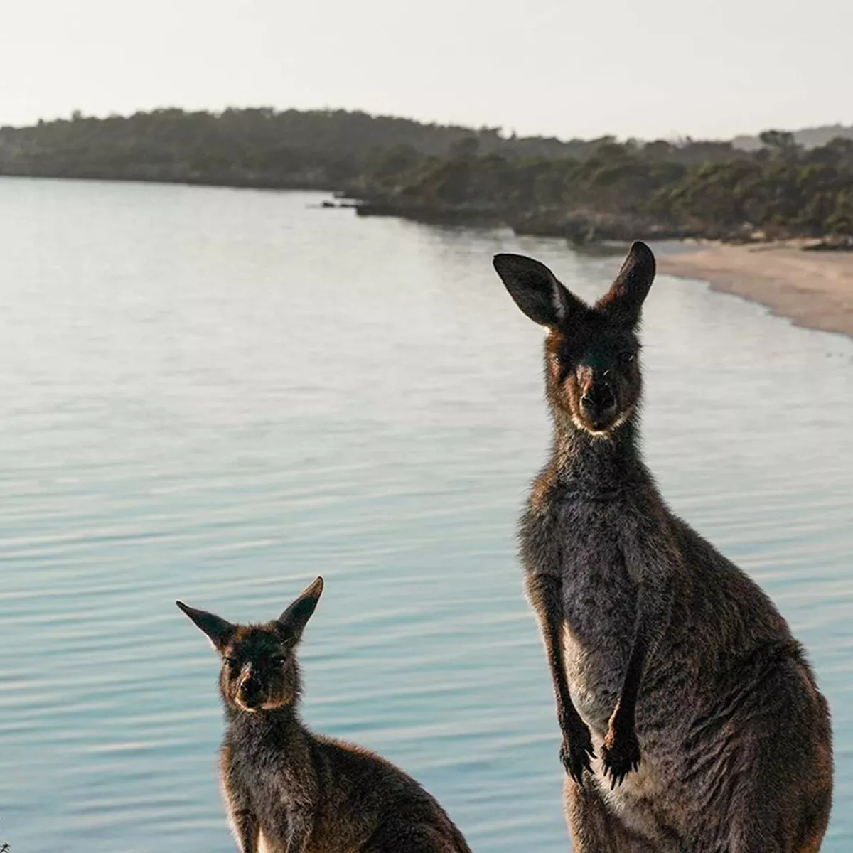 South Australian Eyre Peninsula Escape