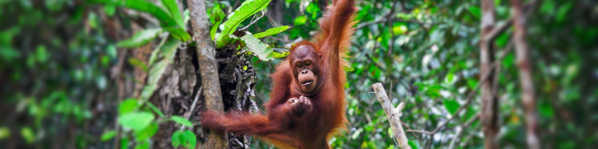 Malaysia's Wild Sarawak with Intrepid