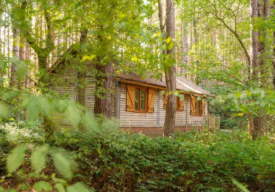 Griffon Forest - York