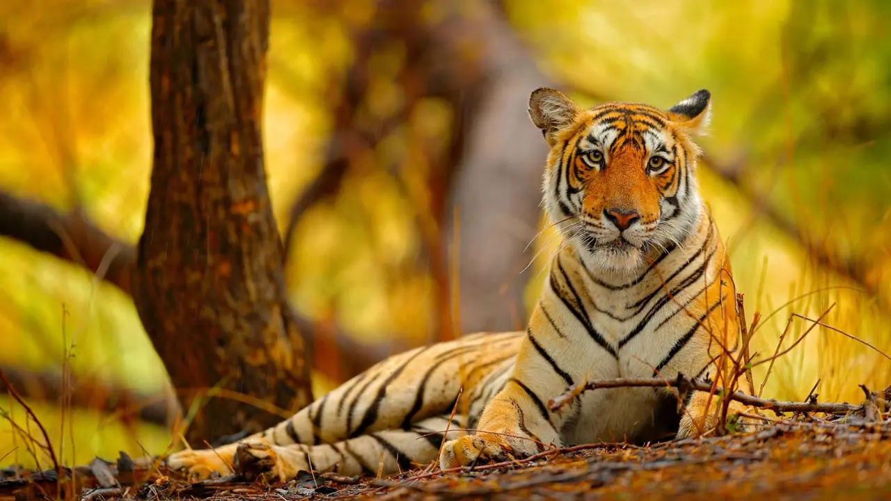 India – Tigers & the Taj Mahal with Three-night Varanasi & the Ganges Extension