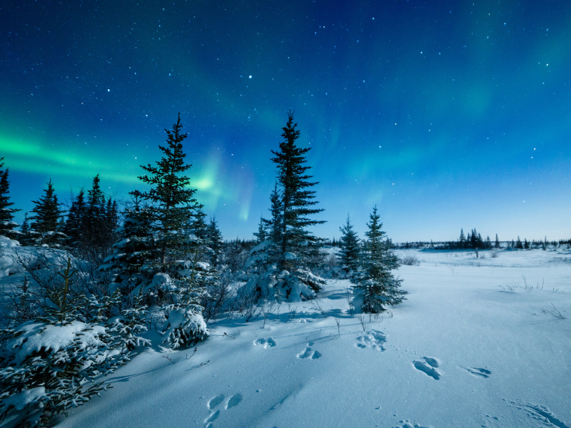 Polar bears, Churchill