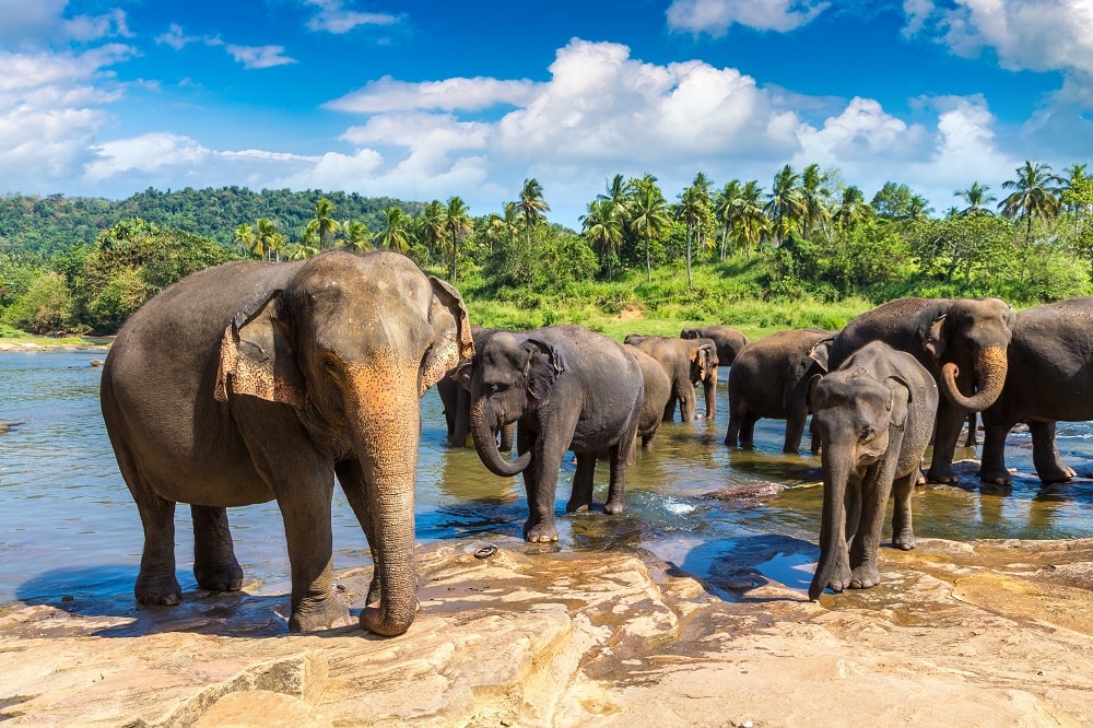 Wildlife Spotting in Sri Lanka