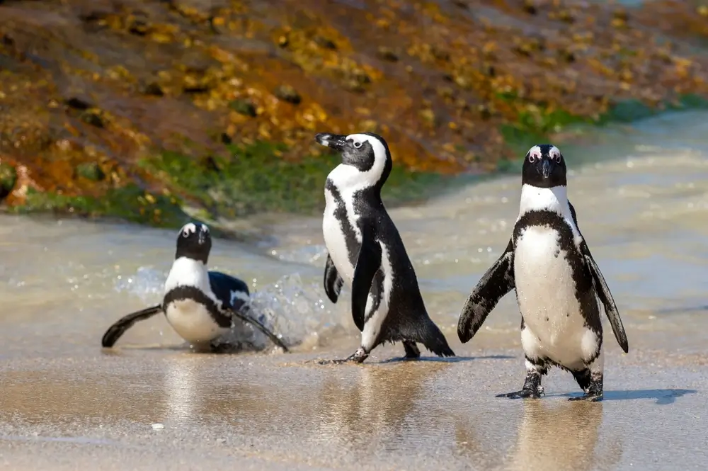 South Africa - The Ultimate Travel Guide