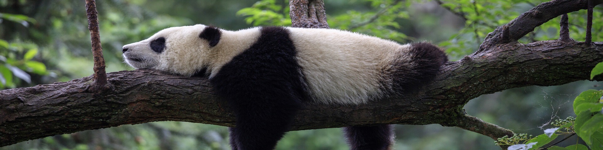 In Pursuit of Pandas