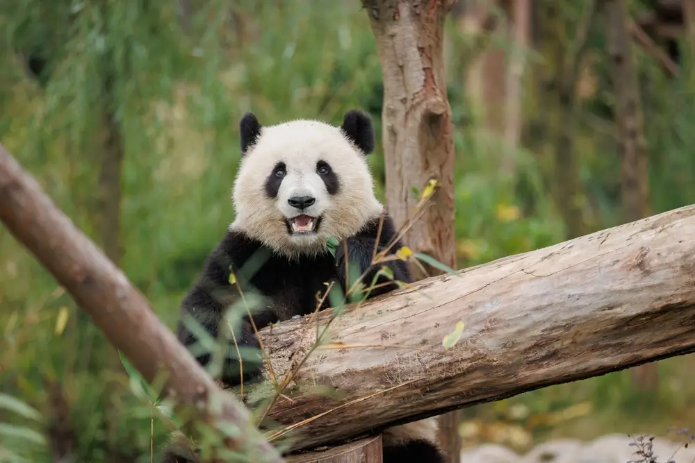 Giant Panda eating bamboo