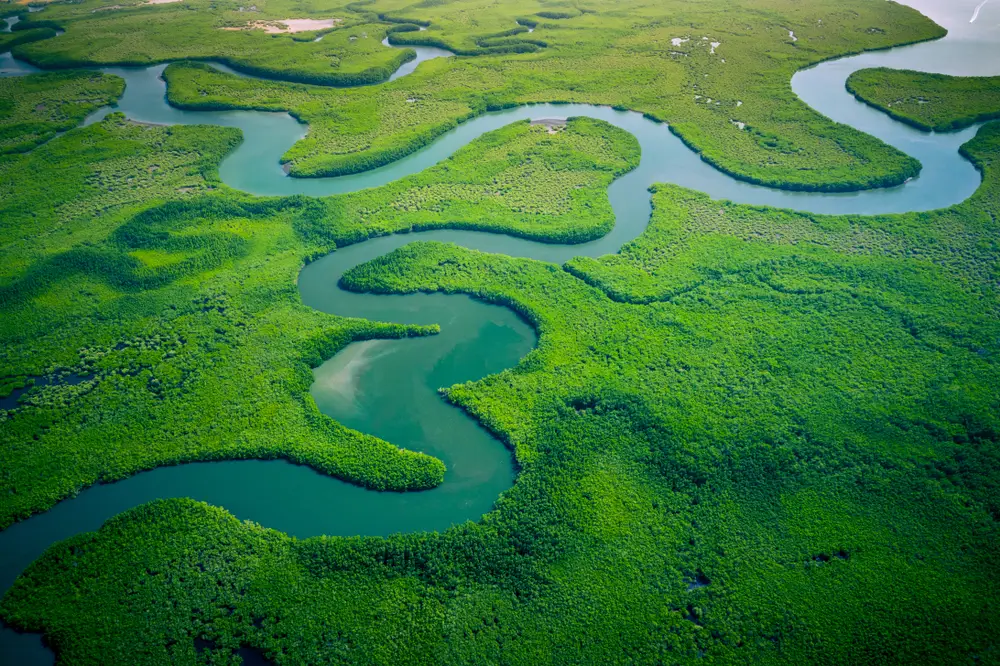 Mangroves in Gambia