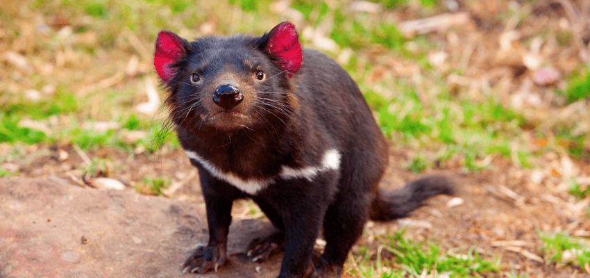 Tasmanian Devil
