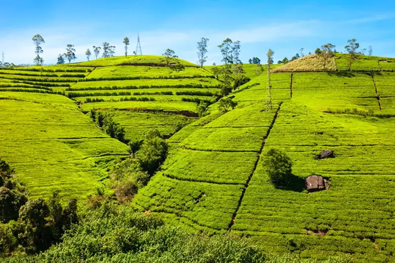 Nuwara Eliya
