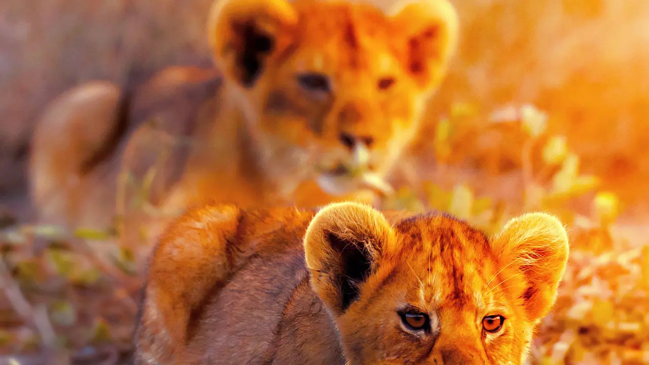On Safari in South Africa - Kruger National Park