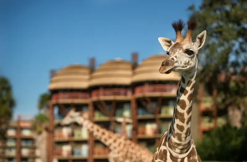 Disney's Animal Kingdom Lodge