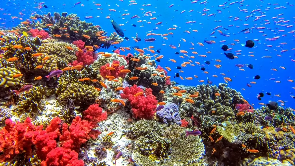 Coral reef in Fiji