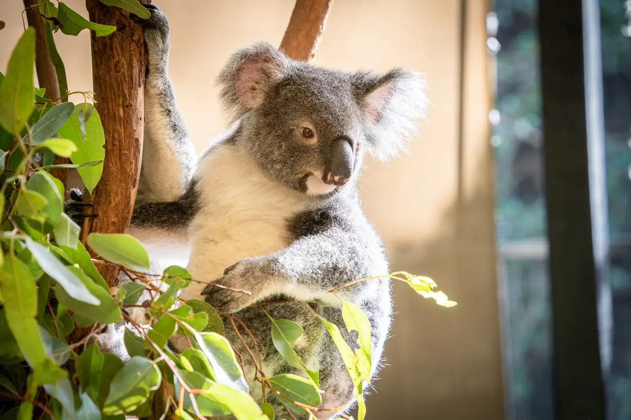 Lone Pine Koala Sanctuary, Brisbane
