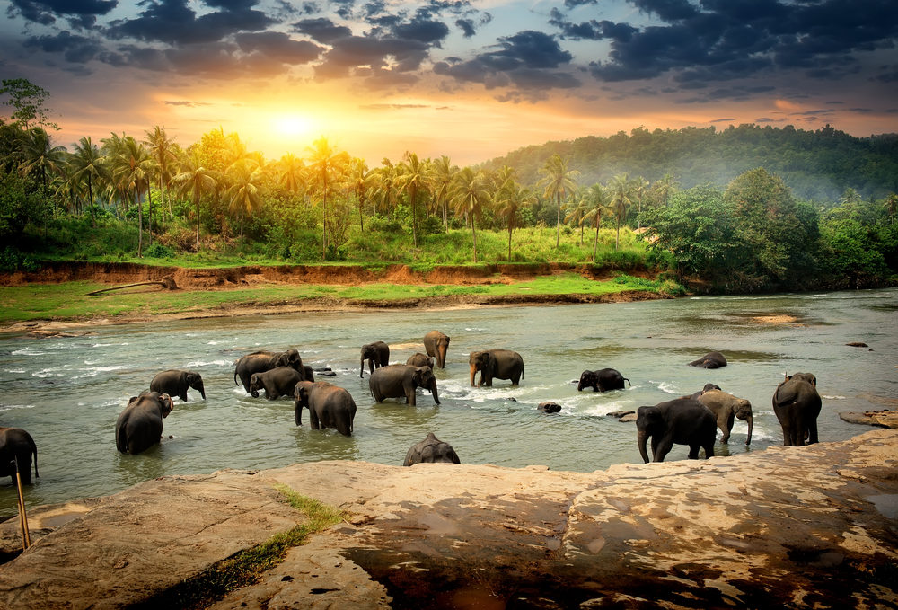 Elephant Hills Khao Sok, Thailand