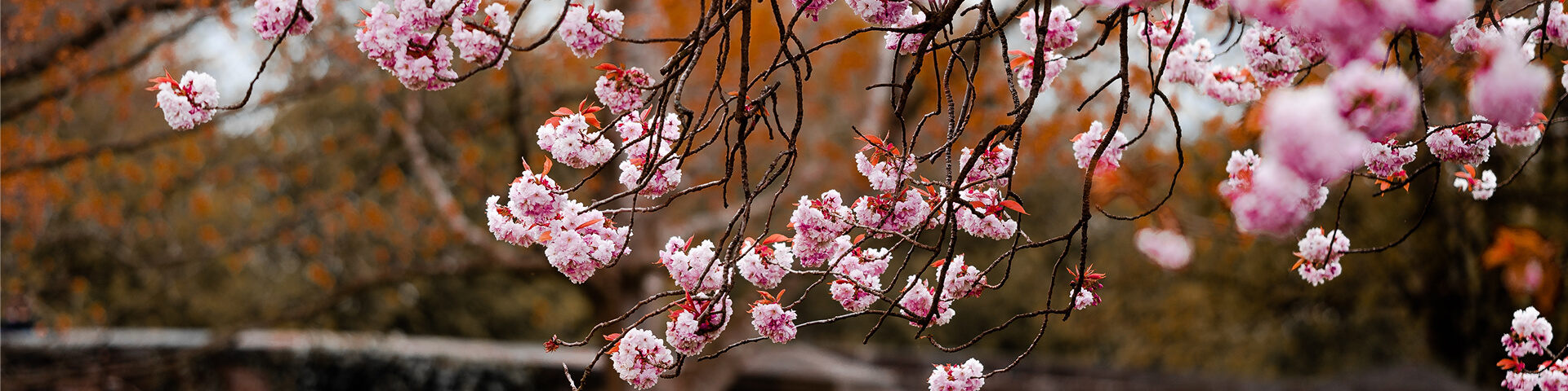 RHS Chelsea Flower Show Experience
