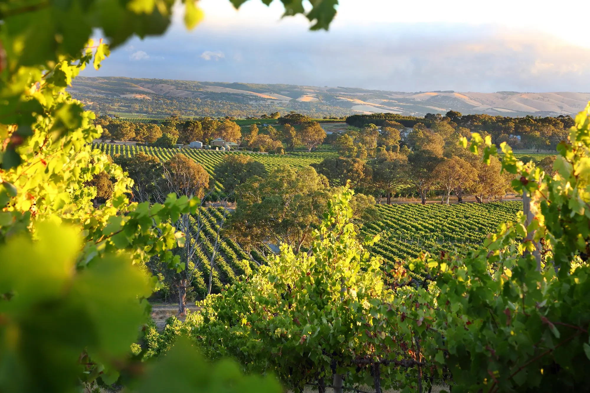 Vineyards in the Mclaren Vale, South Australia
