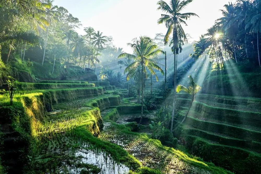 Ubud 472963435 Min