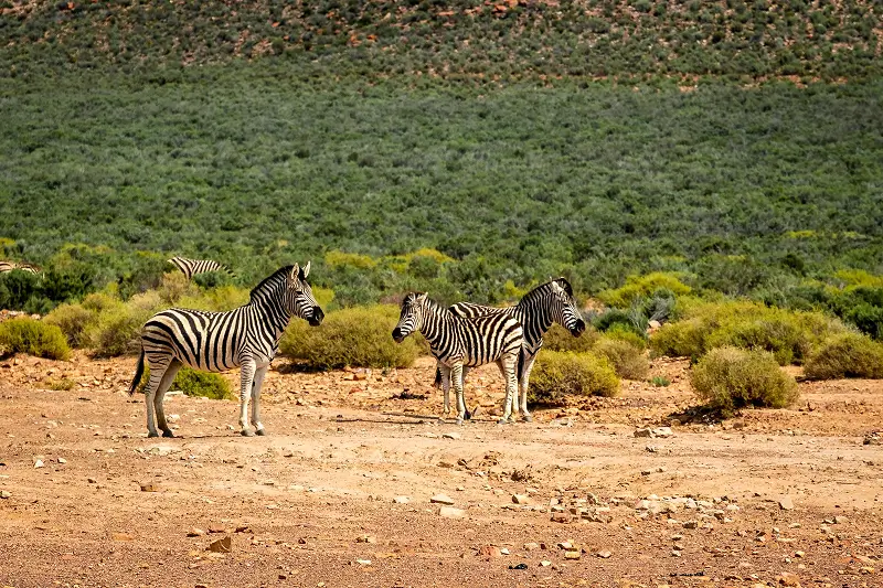 Cape Town and Big Five Safari