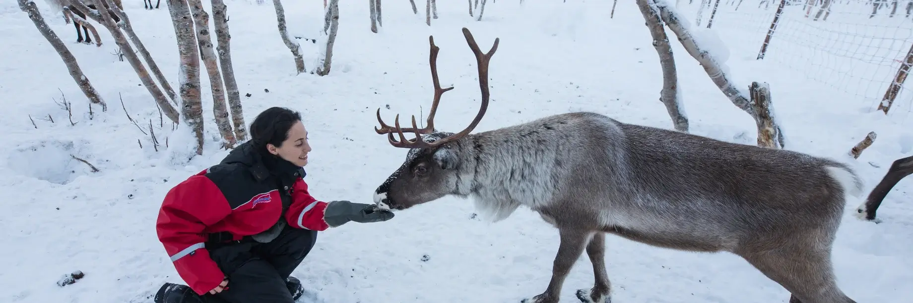 Sleigh Bells Ringing