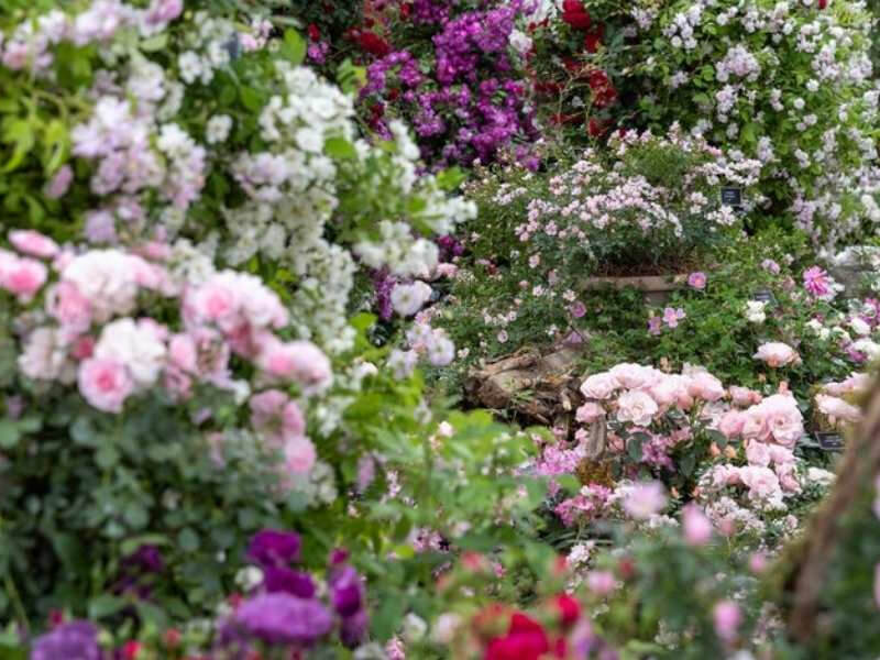 RHS Chelsea Flower Show Experience