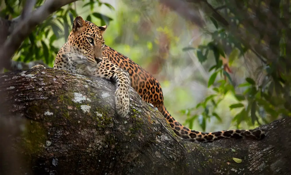 Leopard Tree Yala National Park Sri Lanka