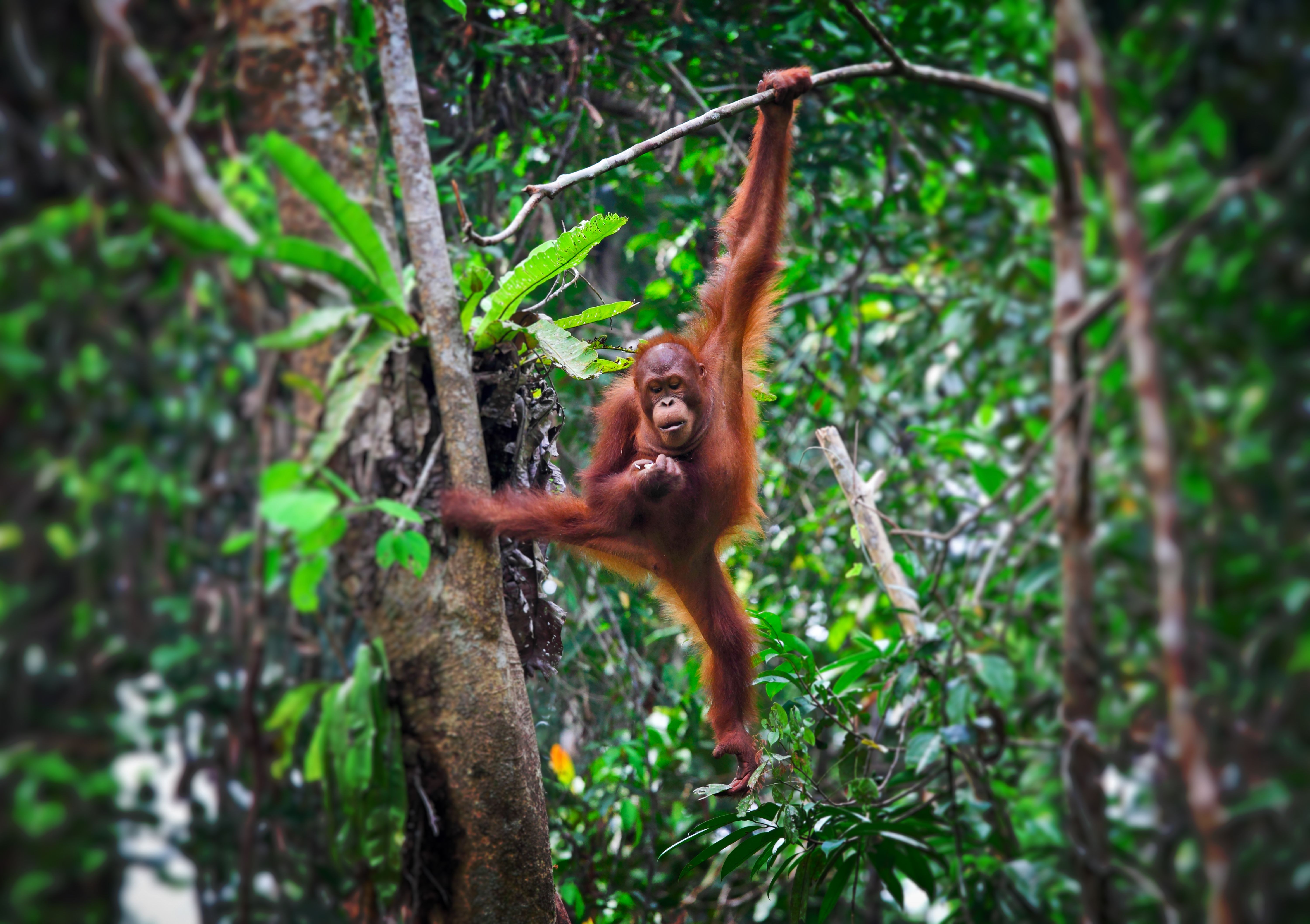 Malaysia's Wild Sarawak with Intrepid