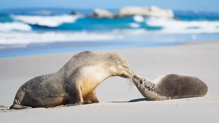 Tastes of Southern Australia