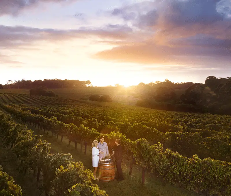 Couple at a wine-tasting in a vineyard