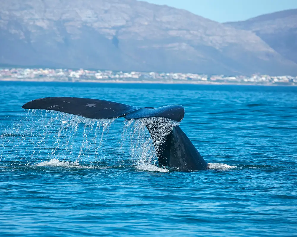 South Africa Wildlife & Beach
