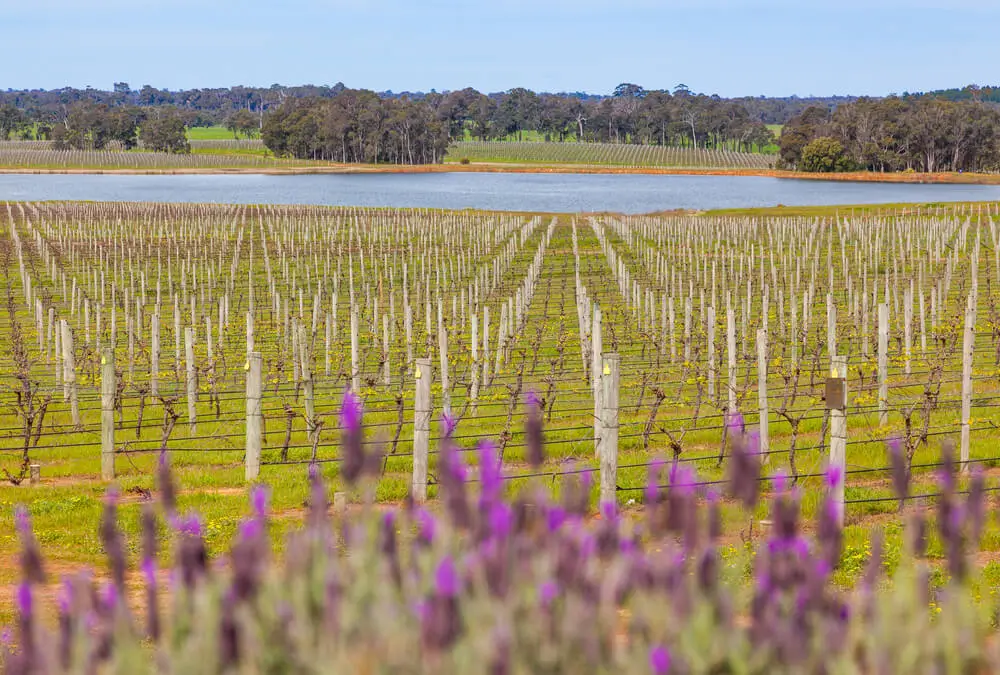 Vineyard in Margaret River
