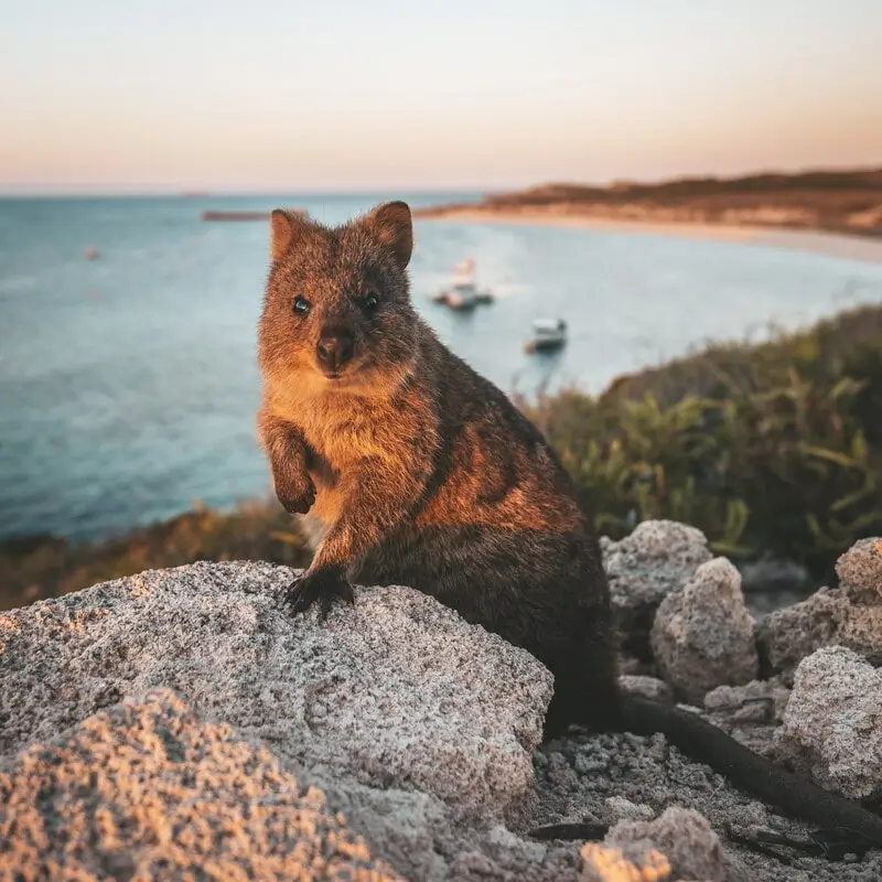 Quokka on Rottnest Island, Western Australia