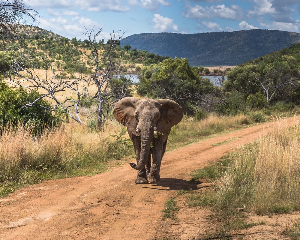 On Safari in South Africa – Elephant Lodge