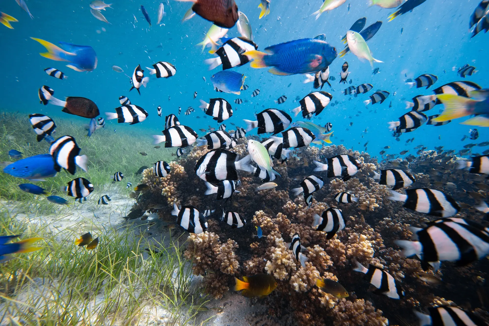 Fish swimming around coral, The Great Barrier Reef, Queensland