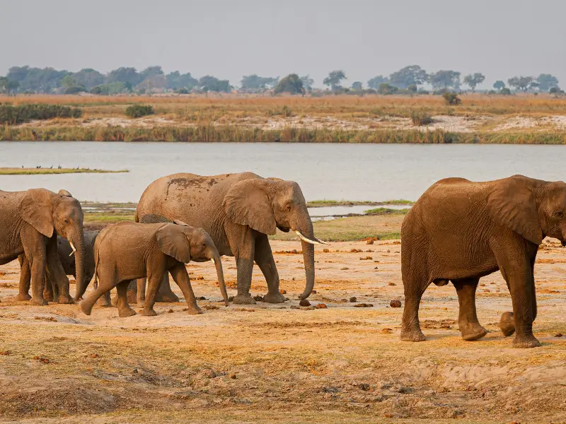 chobe-national-park-17