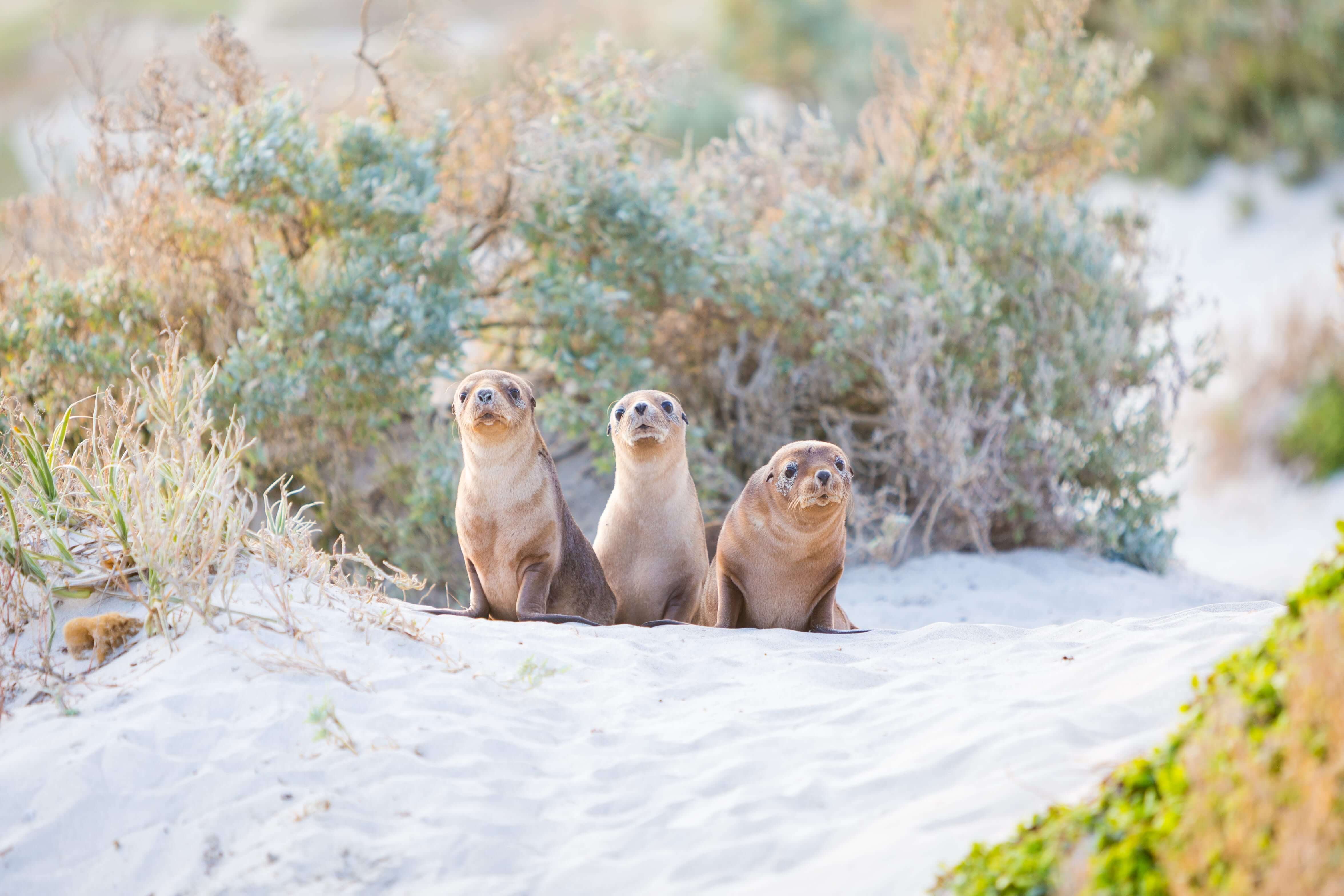 A mob of kangaroos in a field on Kangaroo Island, South Australia